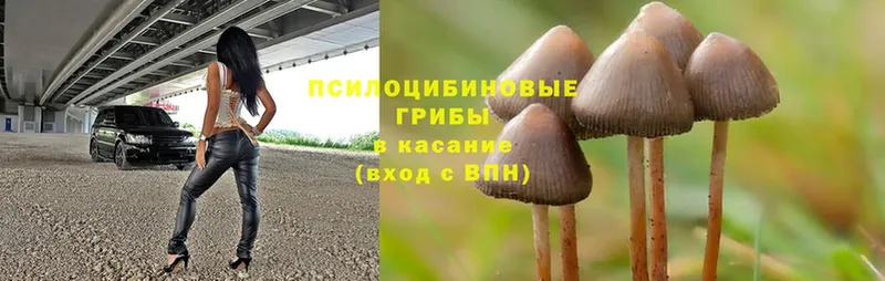 Галлюциногенные грибы Magic Shrooms  Верея 